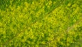 Blooming field of yellow rocket plants, aerial view directly above