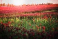 Blooming fields of red crimson clover - Trifolium incarnatum, summer meadow landscape