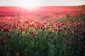 Blooming fields of red crimson clover - Trifolium incarnatum, summer meadow landscape