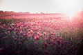 Blooming fields of red crimson clover - Trifolium incarnatum, summer meadow landscape