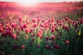 Blooming fields of red crimson clover - Trifolium incarnatum, summer meadow landscape