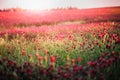 Blooming fields of red crimson clover - Trifolium incarnatum, summer meadow landscape