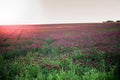 Blooming fields of red crimson clover - Trifolium incarnatum, summer meadow landscape