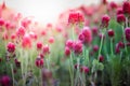 Blooming fields of red crimson clover - Trifolium incarnatum, summer meadow landscape