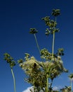 Blooming Filipendula ulmaria against the sky Royalty Free Stock Photo