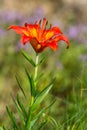Blooming fire lily Lilium bulbiferum in green meadow