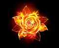Blooming fire rose Flame rose