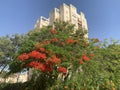 Blooming fire tree, or Delonix royal lat. Delonix regia