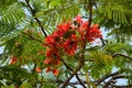 Blooming fire tree, or Delonix royal lat. Delonix regia