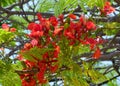 Blooming fire tree, or Delonix royal lat. Delonix regia