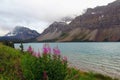 Banff National Park, Canadian Rocky Mountains, Blooming Fireweed at Glacial Bow Lake, Alberta, Canada Royalty Free Stock Photo