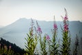 Blooming fireweed flower on a blurred background of mountains Royalty Free Stock Photo