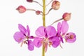 Fireweed Close-Up on White