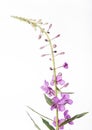 Fireweed on White