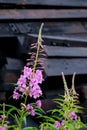 Blooming fireweed and railroad ties Royalty Free Stock Photo