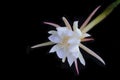 Blooming fishbone cactus flower isolated on black background Royalty Free Stock Photo
