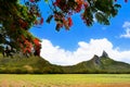 Flamboyant Tree and Mountains,Mauritius Island Royalty Free Stock Photo