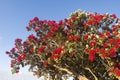 Blooming flamboyant tree with red flowers Royalty Free Stock Photo