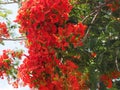 Blooming flamboyant tree with red flowers. Royalty Free Stock Photo