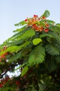 Blooming flamboyant tree with red flowers Royalty Free Stock Photo