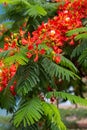 Blooming flamboyant tree with red flowers Royalty Free Stock Photo