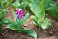 Blooming flaming flag tulips in a spring garden. Selective focus