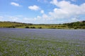 Blooming flax field Linum usitatissimum in South England