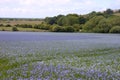 Blooming flax field Linum usitatissimum in Sussex, United Kingdom