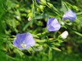 Blooming flax plant