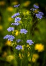 Blooming flax.