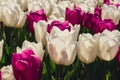 Blooming floral park in sunrise light. Colorful Tulip flowers blooming in the garden field landscape. Beautiful spring Royalty Free Stock Photo