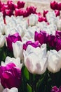 Blooming floral park in sunrise light. Colorful Tulip flowers blooming in the garden field landscape. Beautiful spring Royalty Free Stock Photo