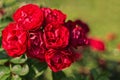 Blooming floribunda flowers in the roses garden.