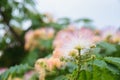 Blooming flower of Albizia julibrissin Royalty Free Stock Photo