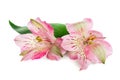 Blooming flower Alstroemeria Royalty Free Stock Photo
