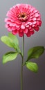 Hyperrealistic Zinnia Illustration With Vibrant Colors