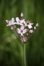 Blooming Flower around Rideau Canal Royalty Free Stock Photo