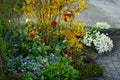 Blooming flower beds in May. Tulips, forget-me-nots, forsythia, Iberis sempervirens, Hornungia alpina, Helleborus orientalis. Royalty Free Stock Photo