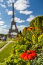 Blooming flower with bee on Eiffel Tower at background