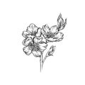 Blooming flower branch, black and white hand drawn floral design element vector Illustration Royalty Free Stock Photo