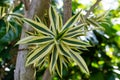 Blooming flower bud of dracaena reflexa agavaceae Royalty Free Stock Photo