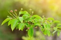 Blooming flower buds on branch of crab apple tree, twig of floral and fresh new greenery, spring nature awakening