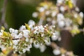 Blooming flower buds on cherry branches. The first flowers on fruit trees. Spring in the garden