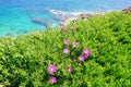 Blooming flower of Carpobrotus Chilensis along coast of Mediterranean sea Royalty Free Stock Photo