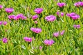 Blooming flower of Carpobrotus Chilensis on sand dunes typical succulent plant Royalty Free Stock Photo