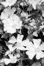 Blooming flower chamomile with leaves, living natural nature