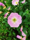 A blooming flower in the flower cluster-beautiful evening primrose. Royalty Free Stock Photo