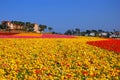 Blooming Flower Fields at Carlsbad California