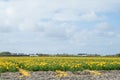 Blooming flower fields of yellow tulips near the canal of dutch