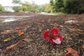 blooming flower of flame tree Royalty Free Stock Photo